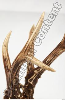 Skull Deer 0084